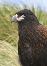 Striated Caracara